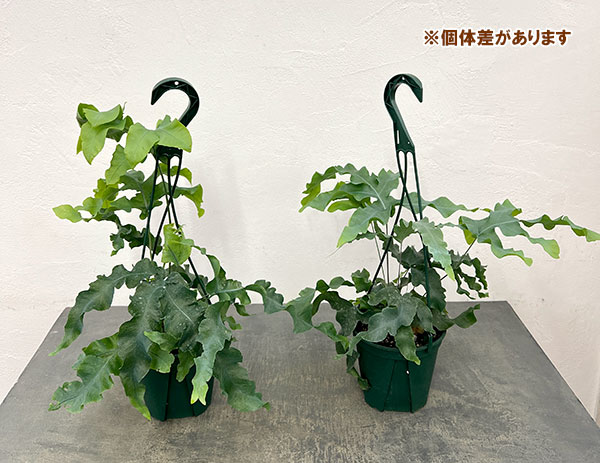 ポリポジウム：マンダイアナム　5号吊り鉢