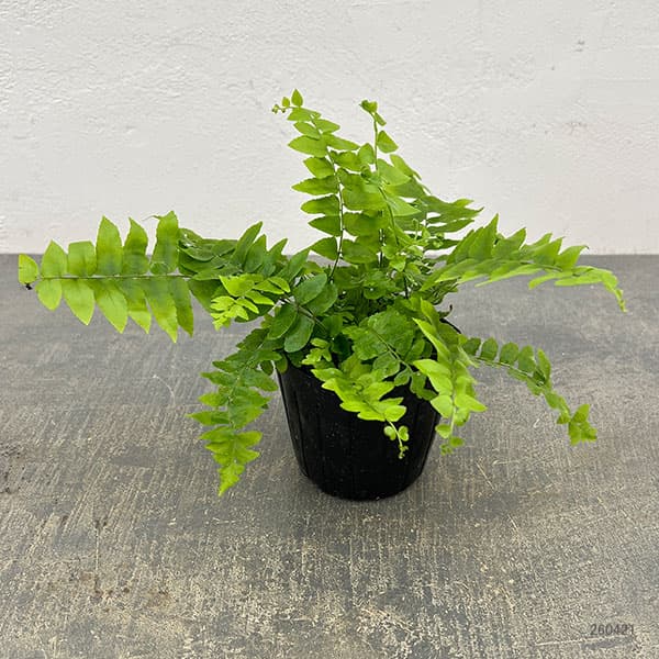 ネフロレピス：マッチョ　3号ポット