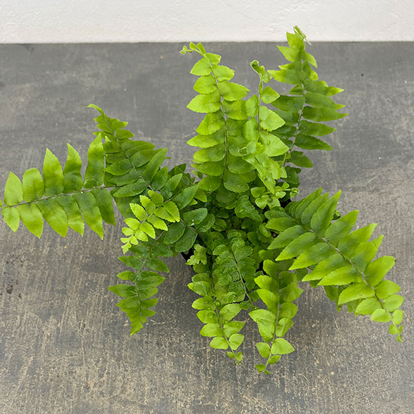 ネフロレピス：マッチョ　3号ポット