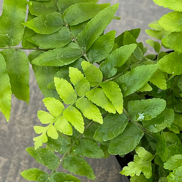 ネフロレピス：マッチョ　3号ポット