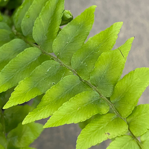 ネフロレピス：マッチョ　3号ポット