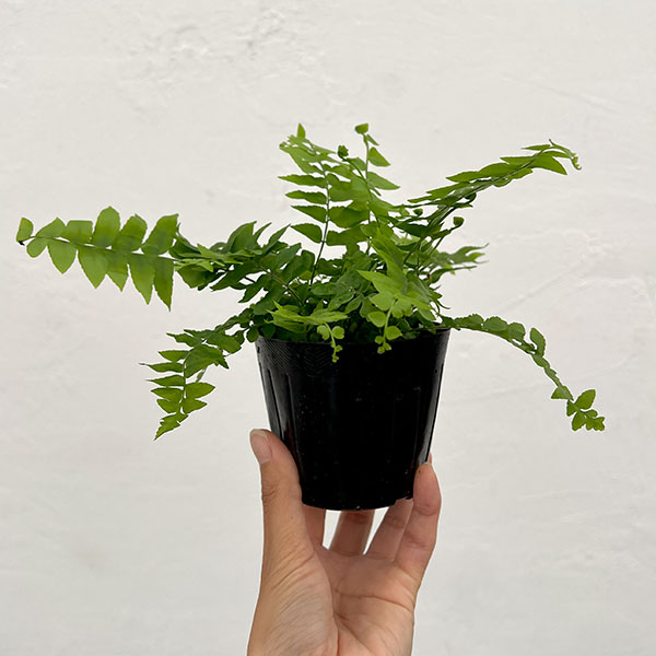 ネフロレピス：マッチョ　3号ポット