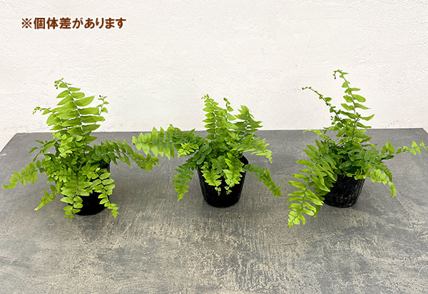 ネフロレピス：マッチョ　3号ポット