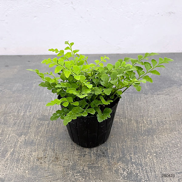 アスプレニウム：パルバーティ　3号ポット