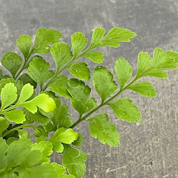 アスプレニウム：パルバーティ　3号ポット