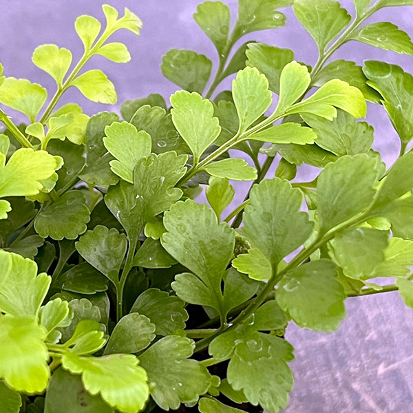 アスプレニウム：パルバーティ　3号ポット