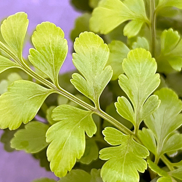 アスプレニウム：パルバーティ　3号ポット