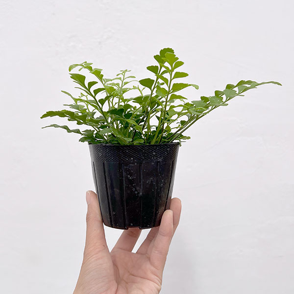 アスプレニウム：パルバーティ　3号ポット