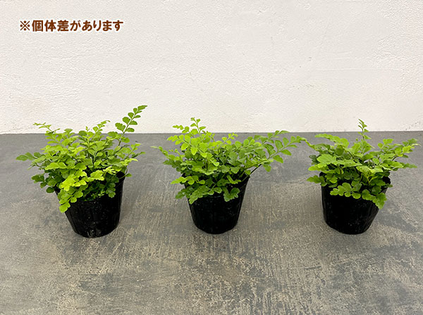 アスプレニウム：パルバーティ　3号ポット