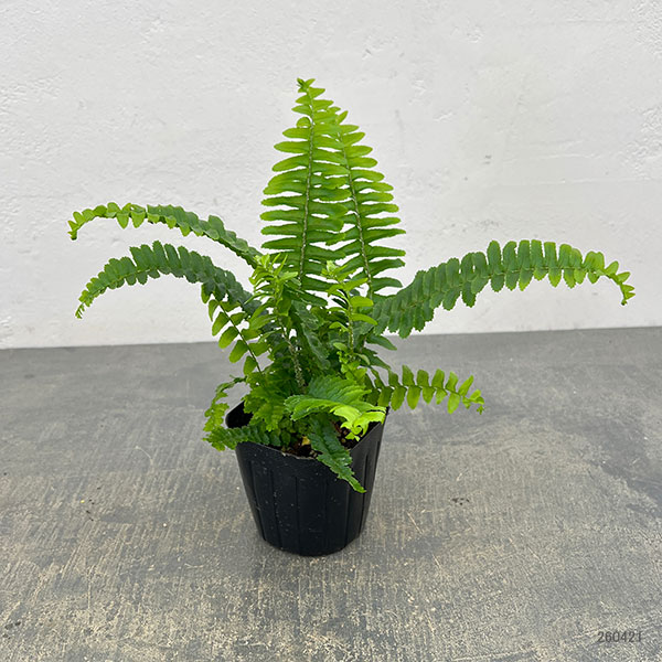 ネフロレピス：チェスター　3号ポット