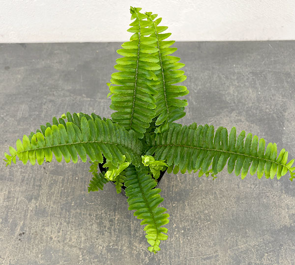 ネフロレピス：チェスター　3号ポット