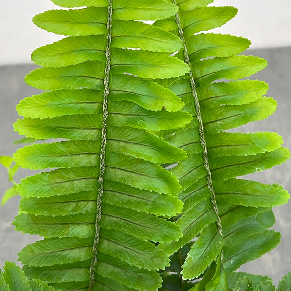 ネフロレピス：チェスター　3号ポット