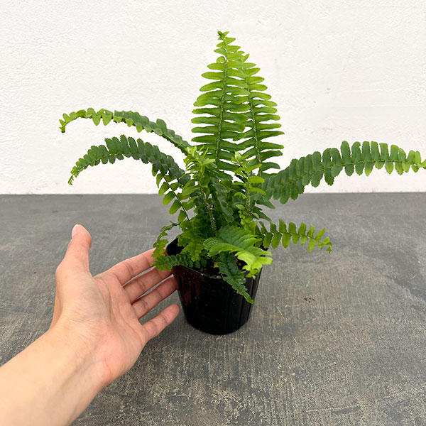 ネフロレピス：チェスター　3号ポット