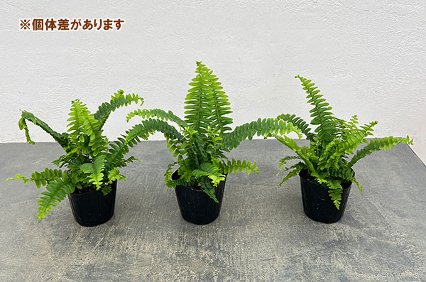 ネフロレピス：チェスター　3号ポット