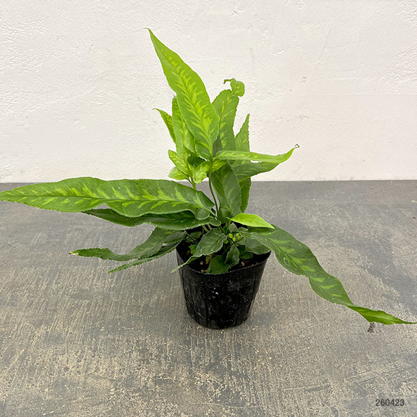 コニオグランメ：ジャポニカ　3号ポット