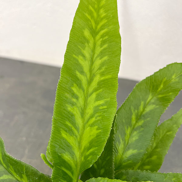 コニオグランメ：ジャポニカ　3号ポット