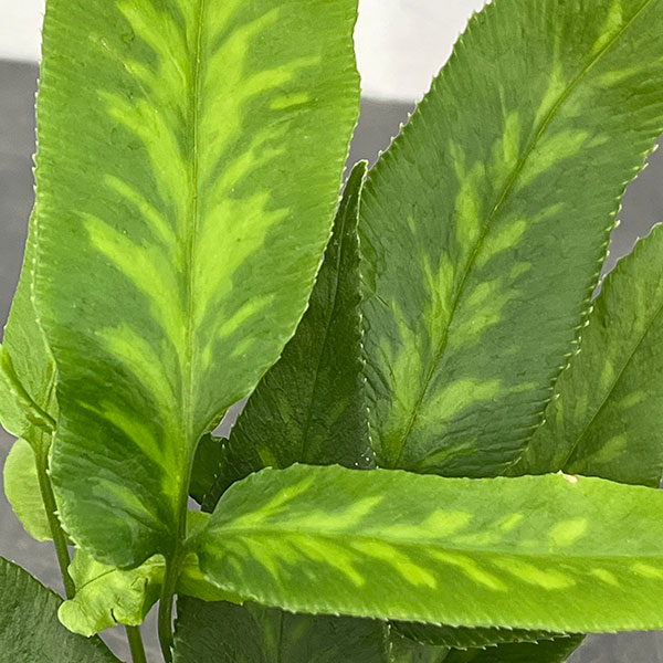 コニオグランメ：ジャポニカ　3号ポット