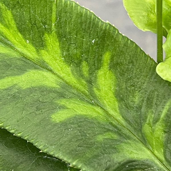 コニオグランメ：ジャポニカ　3号ポット