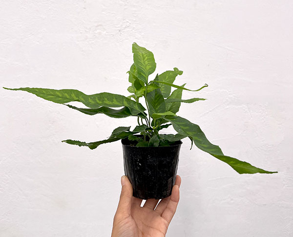 コニオグランメ：ジャポニカ　3号ポット