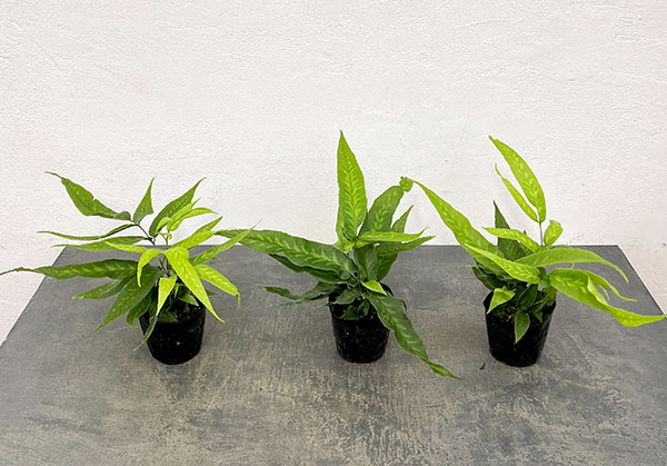 コニオグランメ：ジャポニカ　3号ポット