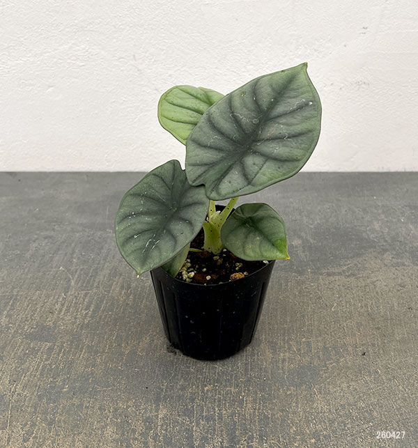アロカシア：インペリアリス　3号ポット