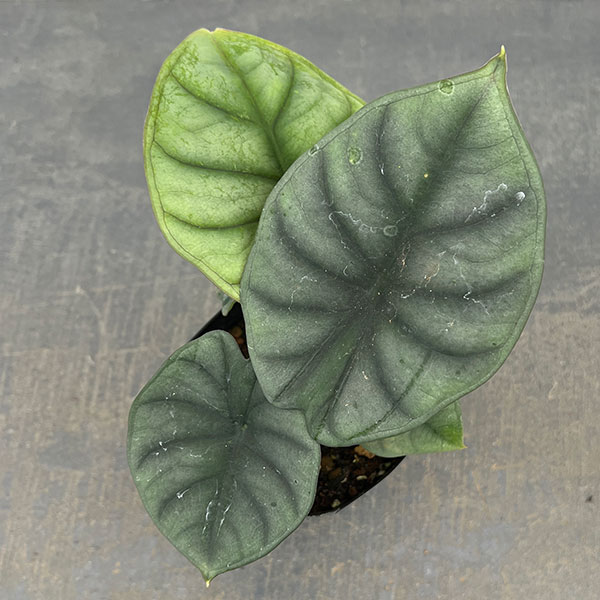 アロカシア：インペリアリス　3号ポット