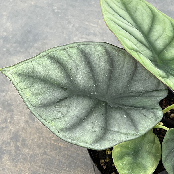 アロカシア：インペリアリス　3号ポット