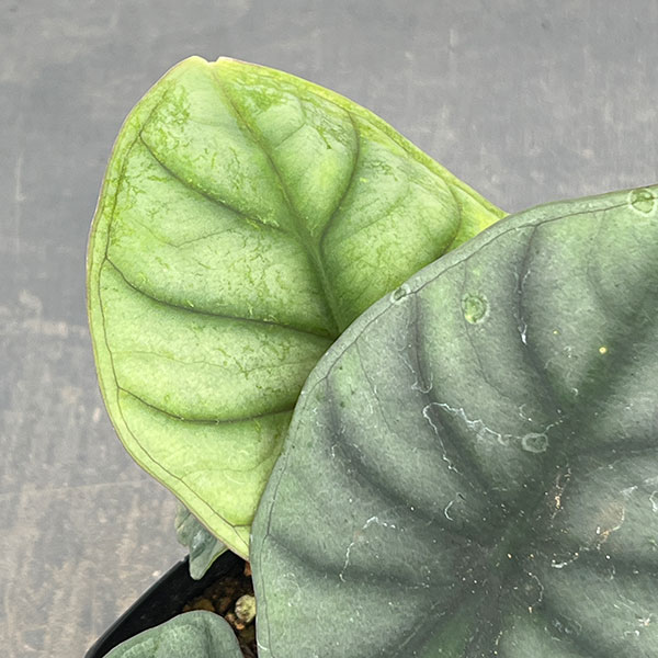 アロカシア：インペリアリス　3号ポット