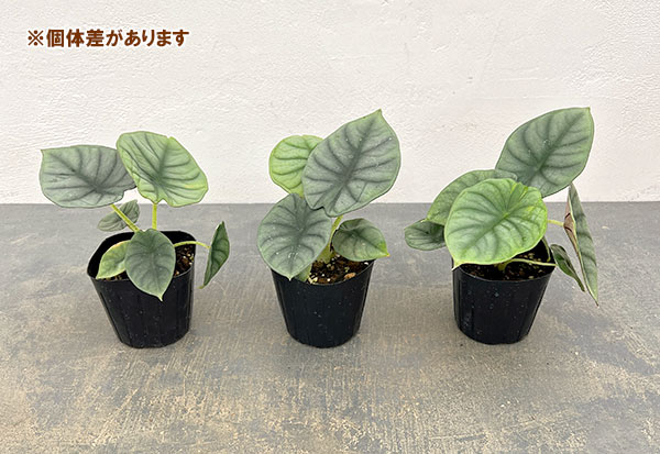 アロカシア：インペリアリス　3号ポット