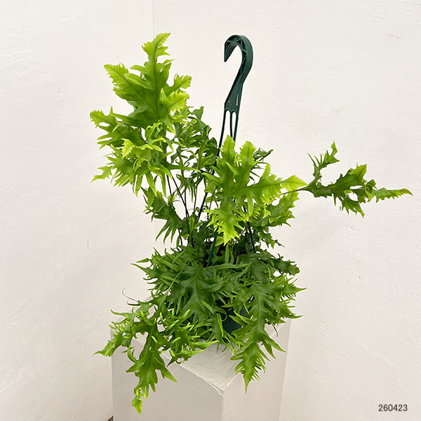 フィマトソラス：ロンギッシマス　5号吊り鉢