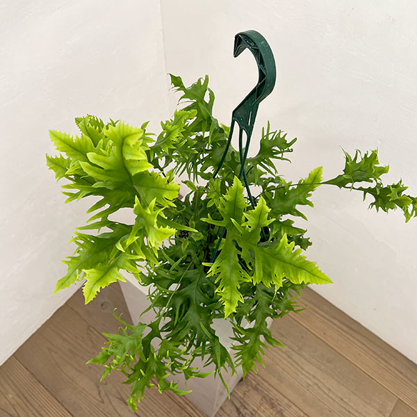 フィマトソラス：ロンギッシマス　5号吊り鉢