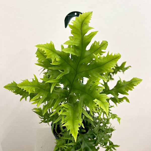 フィマトソラス：ロンギッシマス　5号吊り鉢