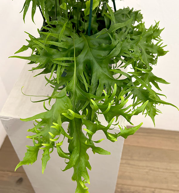 フィマトソラス：ロンギッシマス　5号吊り鉢