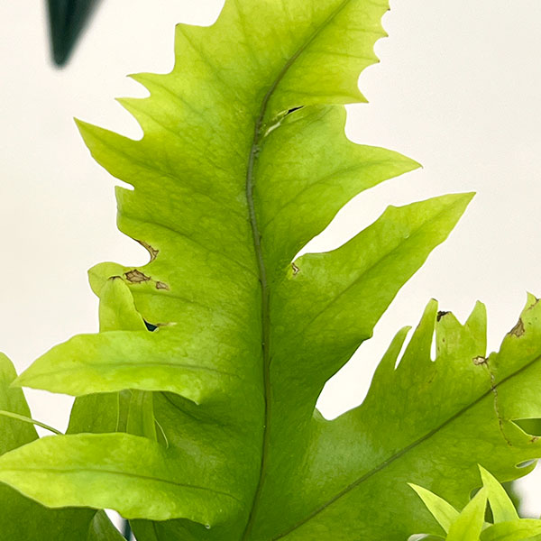 フィマトソラス：ロンギッシマス　5号吊り鉢