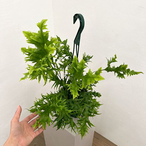 フィマトソラス：ロンギッシマス　5号吊り鉢