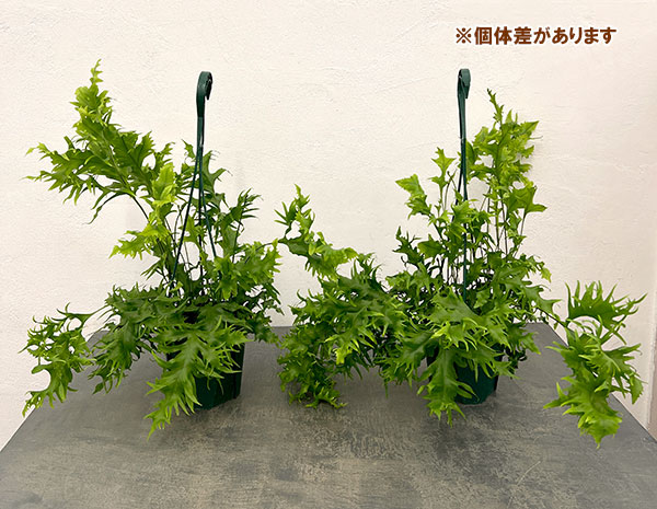 フィマトソラス：ロンギッシマス　5号吊り鉢