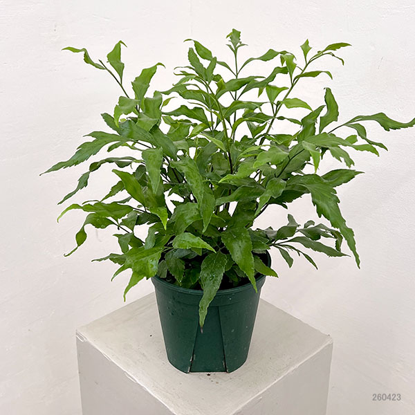 アスプレニウム：オブロンギフォリア　5号鉢植え