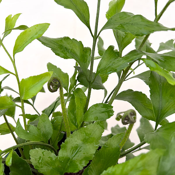 アスプレニウム：オブロンギフォリア　5号鉢植え