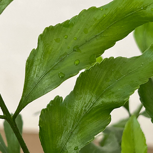 アスプレニウム：オブロンギフォリア　5号鉢植え