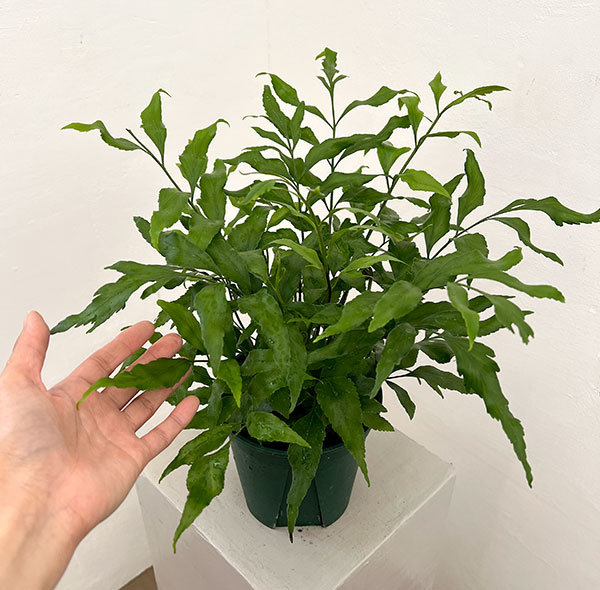 アスプレニウム：オブロンギフォリア　5号鉢植え