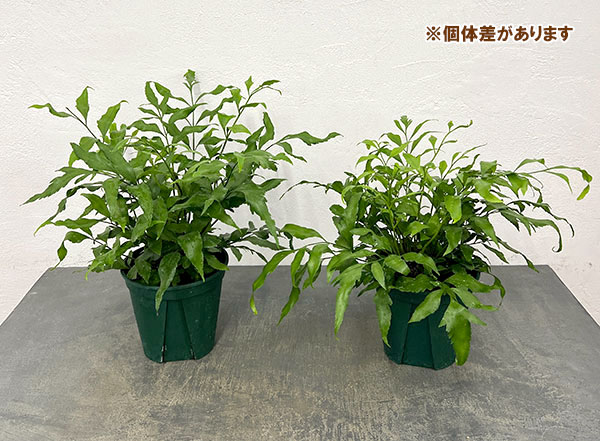 アスプレニウム：オブロンギフォリア　5号鉢植え