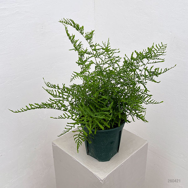 ドリオプテリス：リネアリス　ポリダクティロン　5号鉢植え