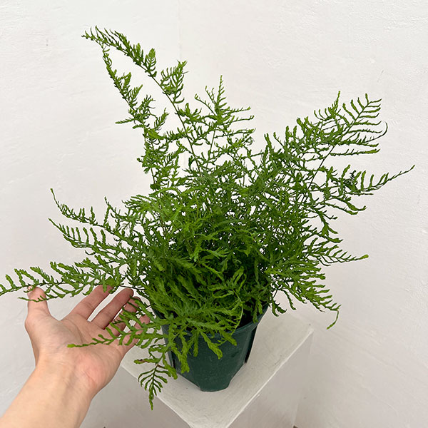 ドリオプテリス：リネアリス　ポリダクティロン　5号鉢植え