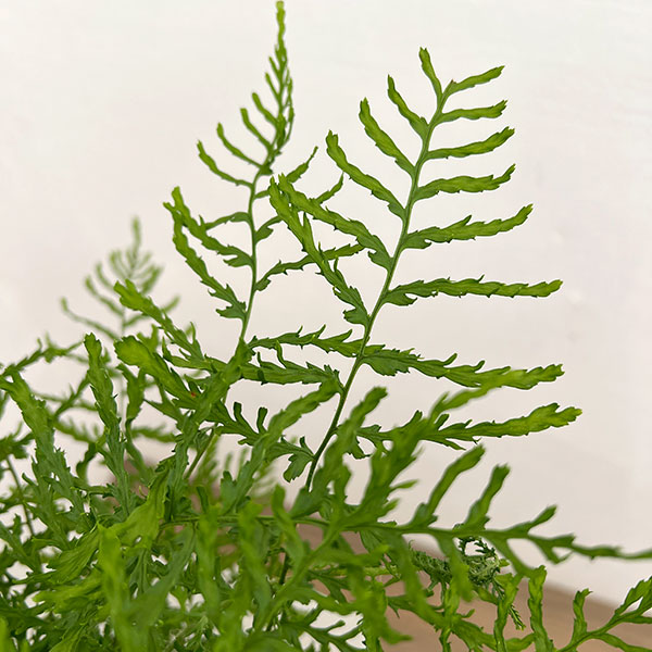 ドリオプテリス：リネアリス　ポリダクティロン　5号鉢植え