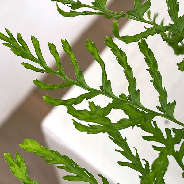 ドリオプテリス：リネアリス　ポリダクティロン　5号鉢植え