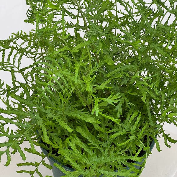 ドリオプテリス：リネアリス　ポリダクティロン　5号鉢植え