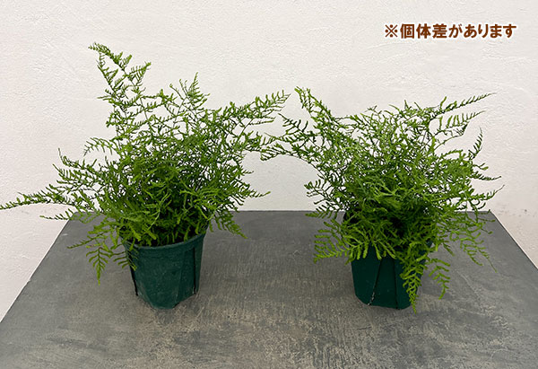 ドリオプテリス：リネアリス　ポリダクティロン　5号鉢植え