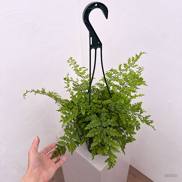 アスプレニウム：ブルビフェルム　5号吊り鉢植え