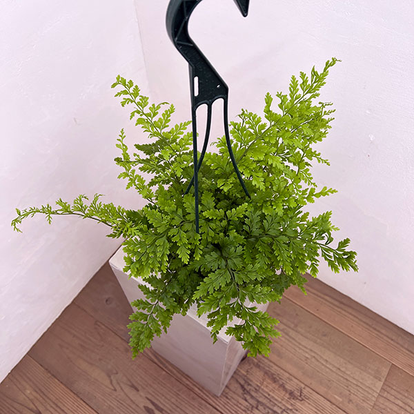 アスプレニウム：ブルビフェルム　5号吊り鉢植え