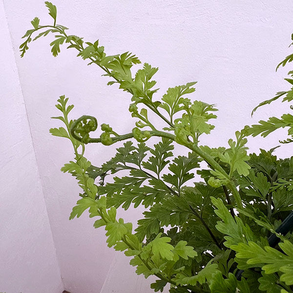 アスプレニウム：ブルビフェルム　5号吊り鉢植え